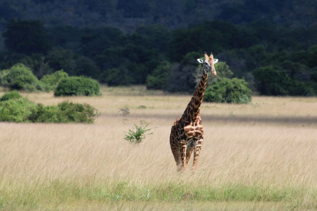 Rwanda is rich in wildlife